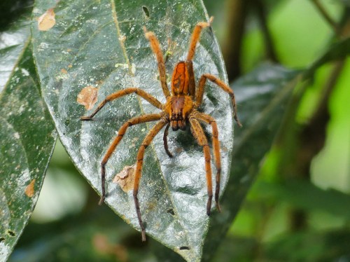 Orange Rusty Wandering Spider, Cupiennius getazi