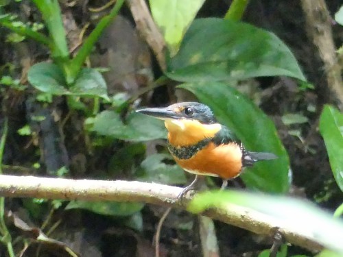 American Pygmy Kingfisher