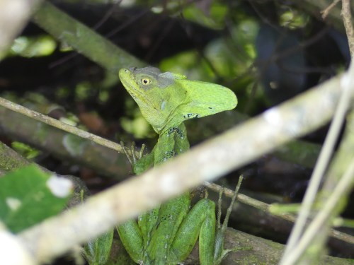 Emerald Basilisk