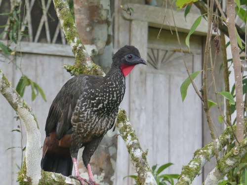 Crested Guan