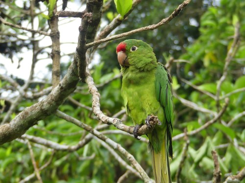 Crimson-fronted Parakeet