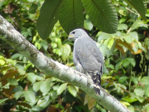 Gray Hawk