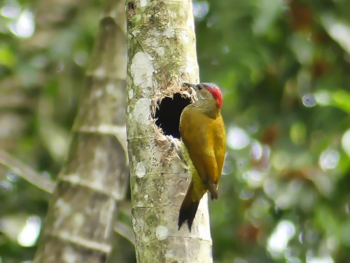 Golden-olive Woodpecker (female)