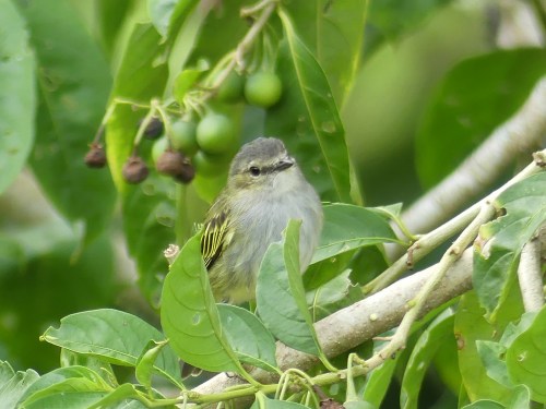 Mistletoe Tyrannulet