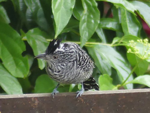Barred Antshrike