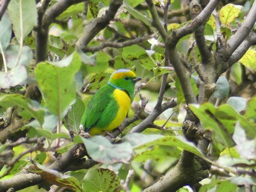 Golden-browed Chlorophonia