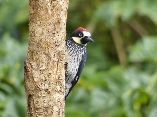 Acorn Woodpecker