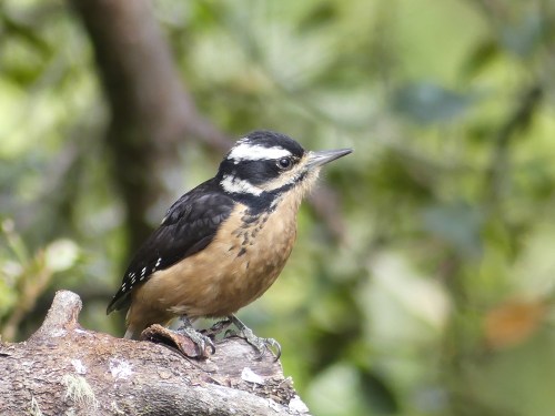 Hairy Woodpecker