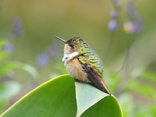 Scintillant Hummingbird