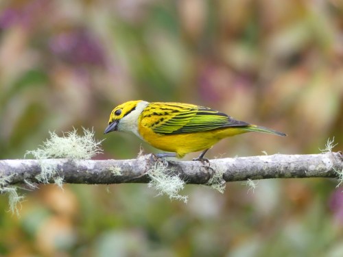 Silver-throated Tanager