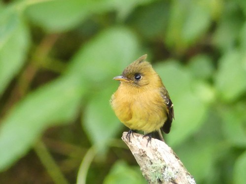 Tufted Flycatcher