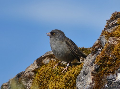 Volcano Junco