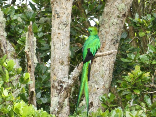 Resplendent Quetzal