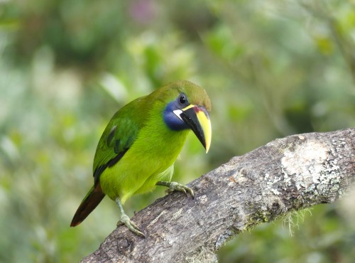 Northern Emerald-Toucanet