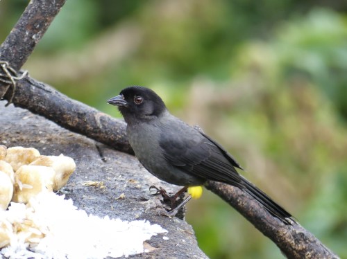 Yellow-thighed Brushfinch