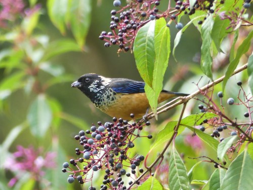 Spangle-cheeked Tanager