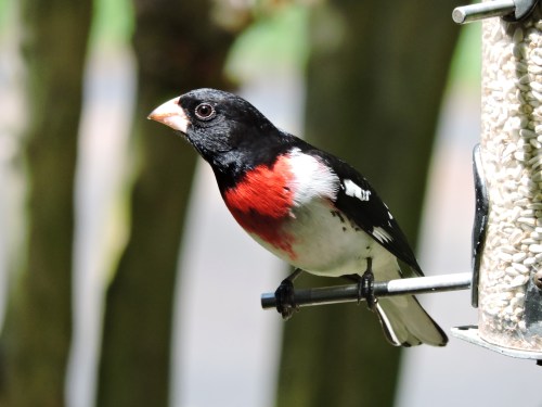 My friend, Kerry Eckhardt, photographed this spectacular male Rose-breasted Grosbeak at her feeder on April 27.