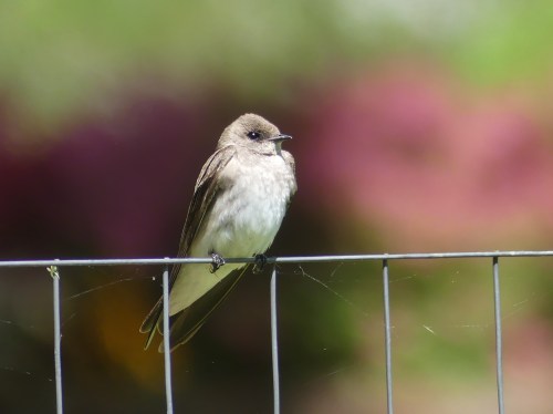 Taking a rest from swooping around the lakes, a Northern Rough-winged Swallow poses on a neighbor's garden fence.