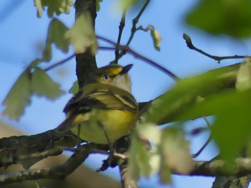 White-eyed Vireos are easy to hear, but hard to photograph. But I'm happy when I can see the white eye.