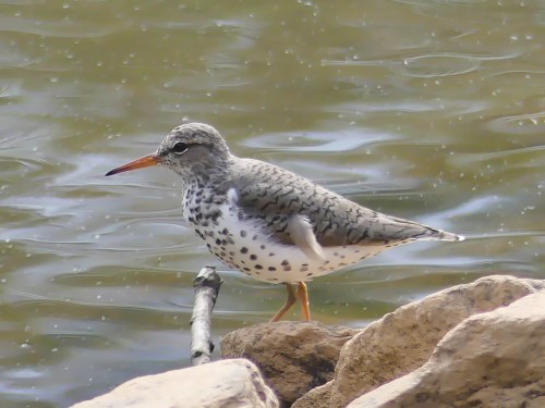 Spotted Sandpiper