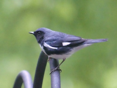On April 26, this male Black-throated Blue Warbler made an appearance on my deck at 7:40 AM.
