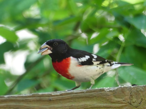Rose-breasted Grosbeak on my deck