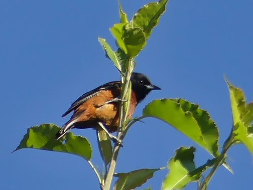 Male Orchard Oriole
