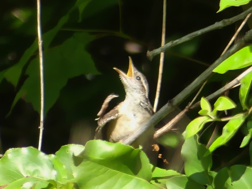Juvenile Carolina Wren
