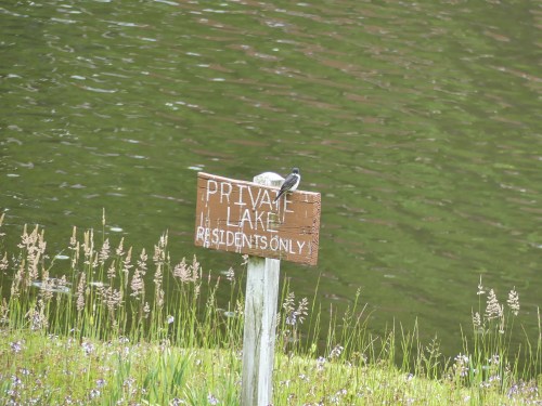 An Eastern Kingbird surveys his lake