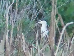 Black-crowned Night-Heron