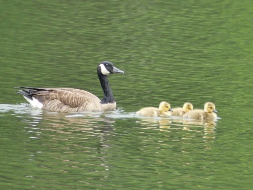Canada Goose family