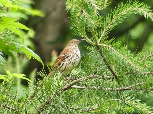Brown Thrasher in the neighborhood, one of my favorite birds