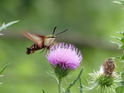 Hummingbird Clearwing Moth at Stauffer's Marsh Nature Preserve