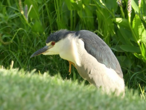 Adult Black-crowned Night-Heron at Baker Park