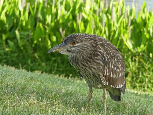 Juvenile Black-crowned Night-Heron at Baker Park