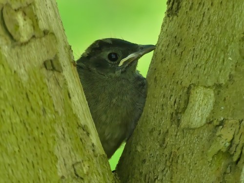 Juvenile Gray Catbird at Susquehanna State Park
