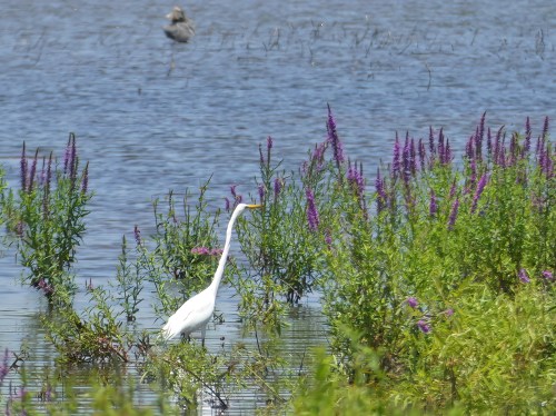 A Great Egret in the beautiful, but horrible non-native invasive Purple Loosestrife at Kain County Park