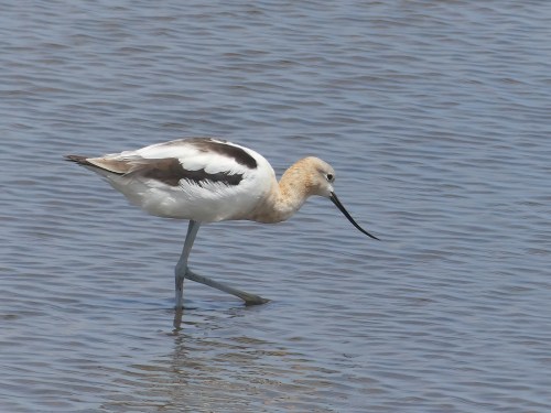One of two beautiful American Avocets at Forsythe NWR, flagged by eBird as rare