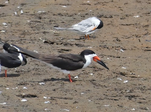 Black Skimmer, one of the world's three skimmer species
