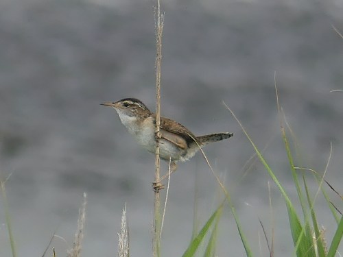 Marsh Wren