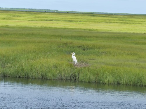 A Great Egret stands out due to its size and color, but the saltmarsh is teeming with unseen wildlife.