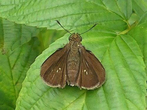 This Dun Skipper was a "lifer" for me.