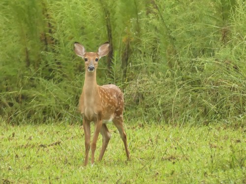 I'll end with this sweet little fawn that I saw on a misty gray day. White-tailed Deer.