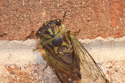 Cicadas, however, are on the short list of insects that I do not like.  I’ve been told that they don’t bite or sting, but they still look evil and freak me out.  