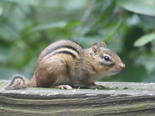 Eastern Chipmunk on my deck