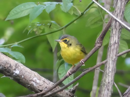 Kentucky Warbler at Bethania's Walnut Bottoms