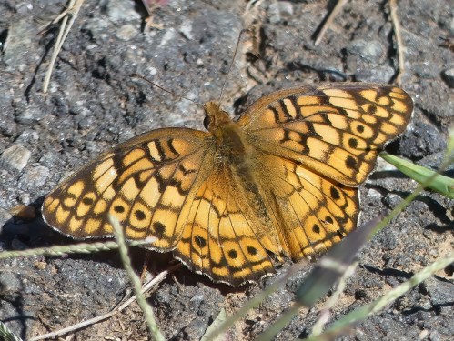 I didn't get any more life butterflies, but this Variegated Fritillary was a new iNat observation for me.