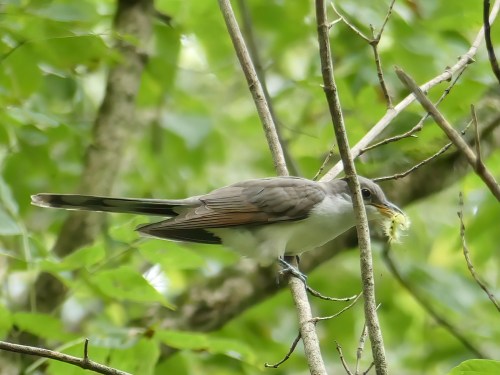 Yellow-billed Cuckoo with an unidentified caterpillar
