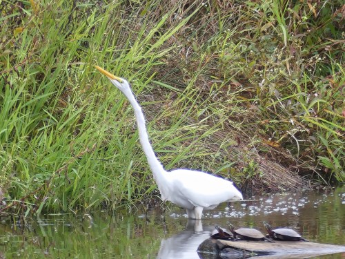 Great Egret at Lake Hills Pond & Marsh
