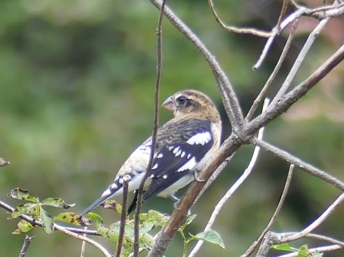 Rose-breasted Grosbeak (male) at Lake Hills Pond & Marsh